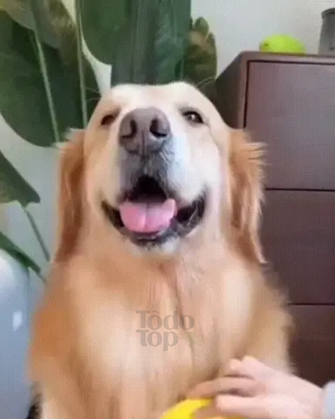 CEPILLO DE VAPOR PARA MASCOTAS 3 EN 1 🐱🐶
